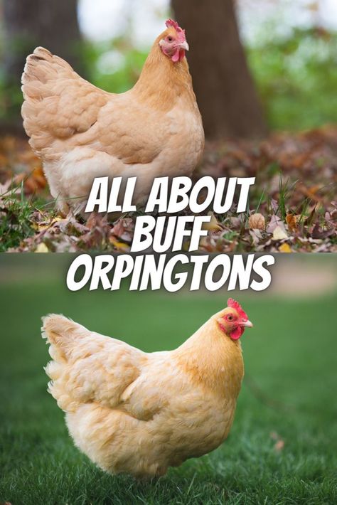 Buff Orpington Chicken, White Orpington Chicken, Americauna Chickens, Buff Orpington Rooster, Hen Breeds, Buff Orpingtons, Pet Chickens Breeds, Chicken Breeds With Pictures, Buff Orpington Chickens