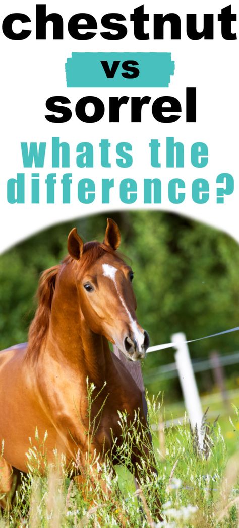 What is the difference between a chestnut and a sorrel horse? Are they different genetically? How can you determine what shade of red your horse or pony is? Coat color is a mysterious thing sometimes but this post will help you understand chestnut horses and sorrel horses with more clarity. #horses #colors #sorrel #chestnut #helpfulhorsehints Sorrel Horse Tack Colors, Chestnut Horse Tack Colors, Horses Colors, Sorrel Quarter Horse, Sorrel Horse, Horse Education, Chestnut Horses, Bald Face, Horse Farm Ideas