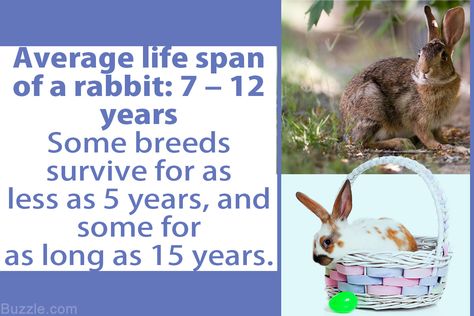 Life Spans of Different Rabbit Breeds You Must Know Keeping Rabbits, Pet Rabbits, All About Rabbits, Rabbit Breeds, House Rabbit, Pet Rabbit, Your Pet, Rabbits, You Must