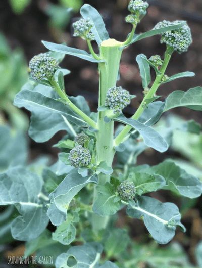 Growing Broccolini Plants, Broccoli Garden How To Grow, Broccoli Growing Tips, Growing Broccoli From Scraps, How To Harvest Broccoli, When To Harvest Broccoli, Cauliflower Plant, Broccoli Plant, Growing Broccoli