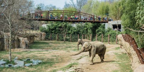 Pachyderms by the Pound | Smithsonian's National Zoo Asian Elephants, Elephant Eating, Elephant Zoo, Things To Do In Washington, Conservation Biology, Underwater Animals, Asian Elephant, Aquarium Design, African Elephant