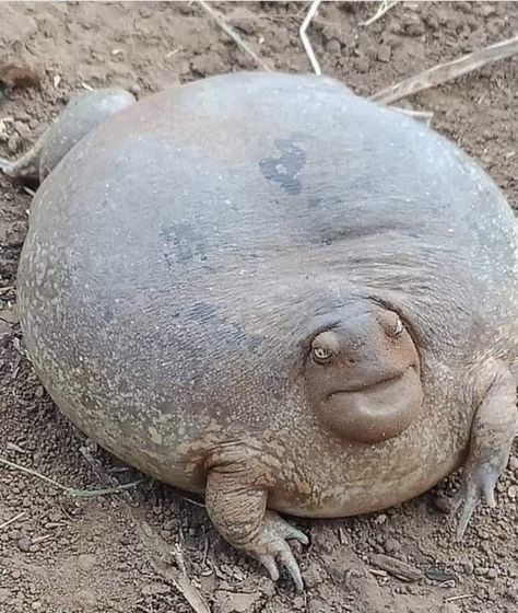 Maybe a South African Black Rain Frog. Never seen a frog like this! Weird Looking Animals, Saltwater Crocodile, Scary Animals, Funny Frogs, Australian Animals, Frog And Toad, Cute Frogs, Reptiles And Amphibians, Weird Animals