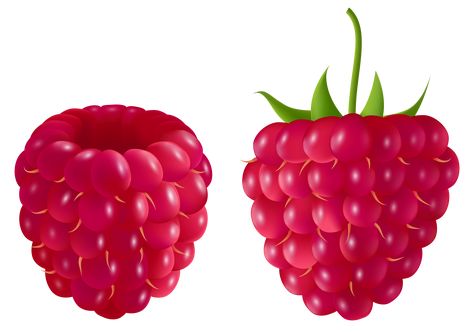 Raspberry Clipart, Raspberry Images, Berry Drawing, Dream Catcher Vector, Wallpaper Drawing, Raspberry Fruit, Fruit Wallpaper, Sweet Cupcakes, Fruit Photography