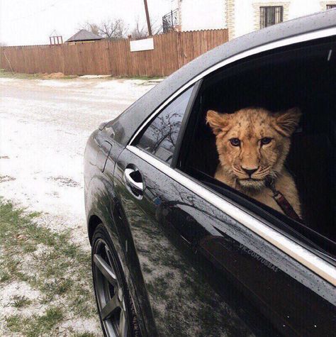 Why rhe hell is this lion in a car??? Adult Bedding, Wig Costume, Baby Tiger, Lion Cub, Group Fitness, Cute Wild Animals, A Lion, Animal Planet, Big Cats