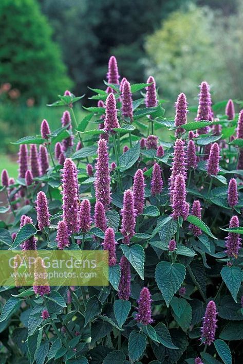 Agastache rugosa - Korean Mint Photographer: Adrian Bloom Agastache Rugosa, Korean Mint, Plant Photography, Coastal Retreat, Flower Crowns, Shade Plants, Fall Flowers, Flower Crown, Planting