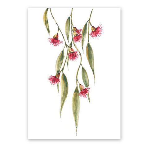 The Eucalyptus Watercolour Australian Native Watercolour, Watercolour Australian Natives, Eucalyptus Art, Paintings Easy, Australian Christmas, Abstract Fashion, Gift Flower, Cracked Pepper, Floral Illustration