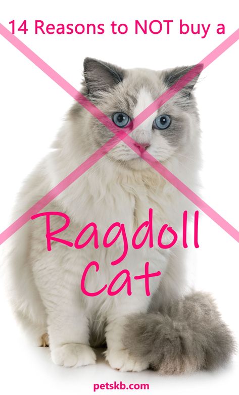 Ragdoll Cat Names, Aesthetic Gifts For Boyfriend, Ragdoll Cats For Sale, Cat Body Language, Gift Ideas Aesthetic, Katt Diy, Cat Questions, Cat Guide, Gifts For Cats