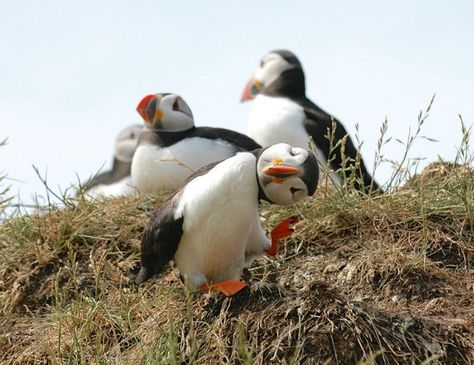 Mary Swaby- Hilarious Winners of the First Annual ‘Comedy Wildlife Photography Awards’