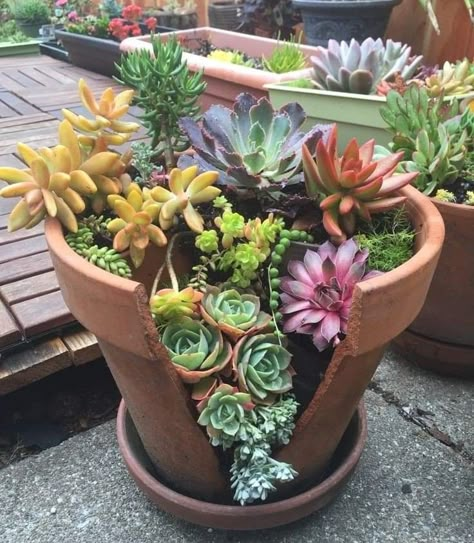 Potting Ideas, Broken Pot Garden, Succulent Garden Landscape, Decoration Plants, Fairy Garden Pots, Pot Decor, Succulent Planter Diy, Unique Garden Decor, Succulent Garden Design