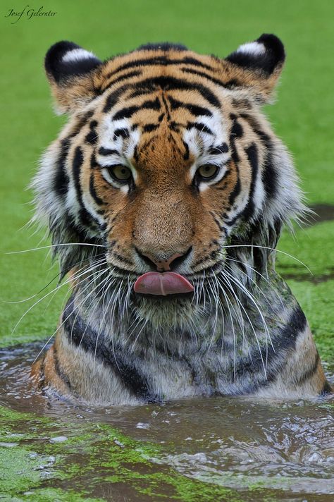 You look yummy Tiger Reference, Baby Tigers, Magical Nature, Photography Animals, Tiger Love, Golden Tiger, Nature Tour, Baby Tiger, Bengal Tiger