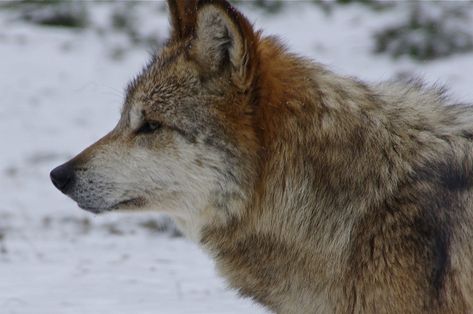 Wolf Head Side View, Wolf Head Reference, Wolf Side Profile, Wolf Side View, Canine Reference, Story References, Victorian Outfit, Mexican Wolf, Animal Studies