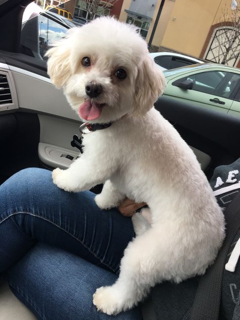 summer ready hairdo maltese poodle Maltipoo Summer Haircut, Maltese Poodle Haircut, Poodle Summer Cut, Maltese Dogs Haircuts, Summer Puppy, Puppy Haircut, Maltese Poodle, Poodle Hair, Poodle Haircut