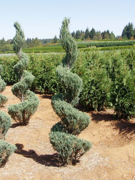 Skyrocket Juniper Spiral is a more blue/grey/green color and this is what it looks like in ground instead of a pot. This is also a larger specimen which I like to mark a path or entry. Blue Skyrocket Juniper, Skyrocket Juniper, Blue Point Juniper, Spiral Topiary, English Estate, Spiral Tree, Topiary Garden, Front Yards, Blue Point