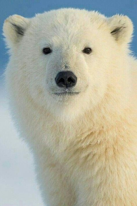 Photo Ours, Polar Bear Art, Snow Bear, Wild Animals Photos, White Polar Bear, Cute Polar Bear, Bear Pictures, Teddy Bear Stuffed Animal, Arctic Animals