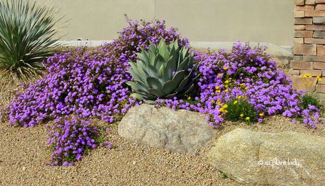 RAMBLINGS FROM A DESERT GARDEN....: What Plant Where? Beautiful Plant Combinations Purple Lantana, Yellow Flowering Plants, Pot Gantung, Arizona Gardening, Backyard Ideas For Small Yards, Sloped Backyard, Landscaping With Boulders, Desert Garden, Beautiful Plants