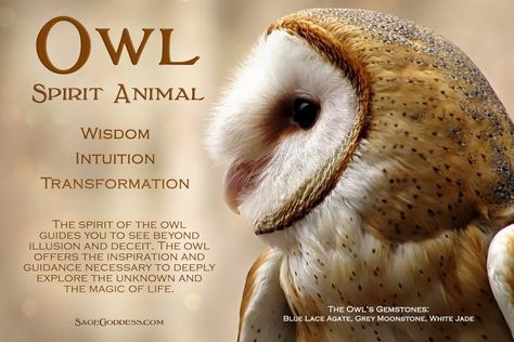 Owl spirit animal Animal Totem Spirit Guides, Owl Quotes, Spirit Animal Meaning, Animal Meanings, Spirit Animal Totem, Animal Spirit Guide, Spiritual Animal, Animal Spirit Guides, Animal Medicine