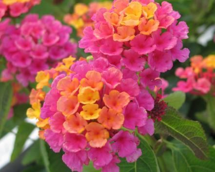 Lantana produces profuse color, showing off clusters of tiny, eye-catching blooms in a variety of hues. Typically grown as an annual, it's an excellent low hedge or accent shrub that you can also train as a standard. It attracts butterflies and tolerates heat. Lantana Flower, Flowers That Attract Butterflies, Lantana Plant, Mailbox Garden, Butterfly Garden Plants, Garden Wild, Plants That Attract Butterflies, Hgtv Garden, Butterfly Plants