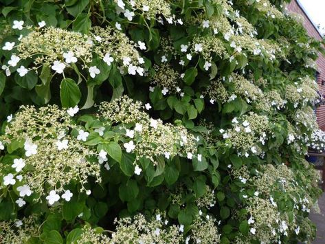 Klimhortensia of Hydrangea anomala petiolaris; snoei en verzorging Hydrangea, Herbs, Plants