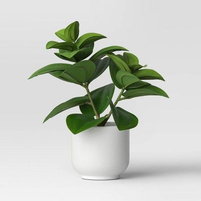 Order confirmation : Target Decor Appliances, Boxwood Plant, Ivy Plants, Future Teacher, Artificial Boxwood, Leaf Plant, Fern Plant, Artificial Leaf, Artificial Succulents