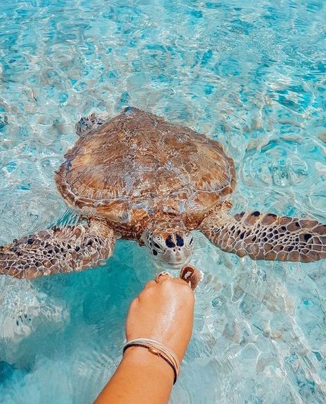 Maui Turtles.Check out more at adventugo.com A Turtle, Sea Turtle, Water, Blue