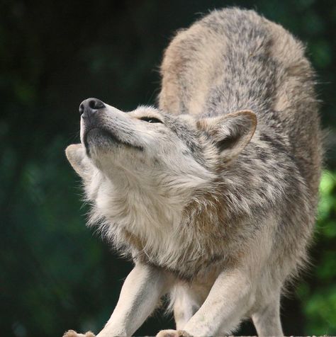 Wolf Pfp Aesthetic, Wolf Stretching, Wolf Poses, Wolf Photos, Wolf Love, Wild Wolf, Wolf Pictures, Beautiful Wolves, Wolf Spirit