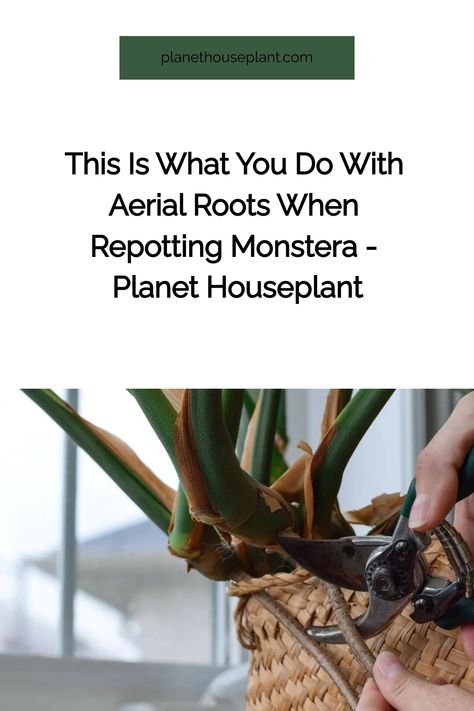 This post may contain affiliate links. Read the full disclosure here. I’m a big fan of aerial roots on Monstera deliciosa because they’re a great way to support them without having to use a moss pole. Most of my plants have moss poles because they don’t grow the super-long aerial roots that Monstera do, so ... Read more Repotting Monstera, Moss Pole, Plant Ties, Houseplant Care, Water House, You Monster, Full Disclosure, Monstera Plant, House Plant Care