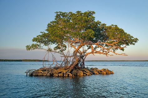 Red Mangrove Tree Red Mangrove Trees, Mangrove Tattoo, Everglades City Florida, Red Mangrove, Flooded Forest, Mangrove Trees, Mangrove Tree, Ficus Microcarpa, Florida Everglades