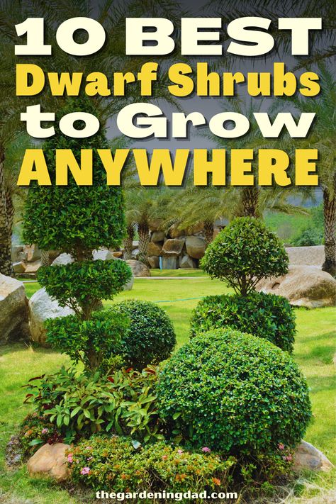 Easy Care Shrubs, Nine Bark Shrub Front Yards, Small Shrubs For Landscaping, Best Shrubs For North Side Of House, Fast Growing Evergreen Shrubs, Sweet Shrub Bush, Dogwood Bush, Pruning Shrubs, Shrubs For Landscaping