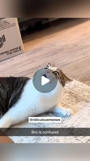 67K views · 14K likes | funny cats on Instagram: "Send this to somebody … • • • • • #catmemes #catlovers #catmeme #funnyvideos #funny #funnymeme #funnyvideo #funnycats #funnycat #funnycats #funnyfails #fail #failvideo #catsofinstagram #catsofworld" Funny Fails Videos, Funny Animal Fails, Funny Cat Fails, Animal Fails, Cat Fails, Fail Video, March 20, Funny Fails, Cat Gif