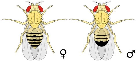 File:Biology Illustration Animals Insects Drosophila melanogaster.svg Drosophila Melanogaster, Apologia Biology, Biology Illustration, Images For Collage, Illustration Animals, Ap Biology, Biology Notes, Fruit Flies, Bug Repellent