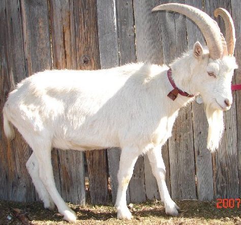 pan-saanen goat Goat Horns, Dairy Goats, Wrong Turn, Baby Goats, Artistic Inspiration, Backpacking, Artist Inspiration, Animals Wild, Horn