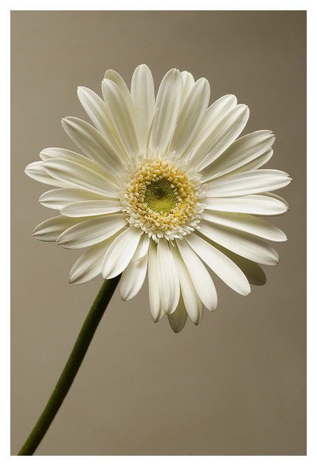 White gerbera..... Gerbera Photography, Moths Tattoo, White Gerbera Daisy, Swag Pictures, White Gerbera, Gerbera Flower, April Flowers, Bridal Bouquet Flowers, Parents Wedding