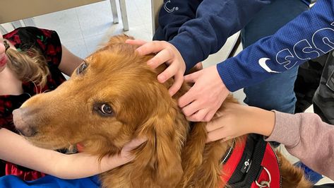 4 Legged SEL: How to Start a Therapy Dog Program in Elementary School | Edutopia Fear Of Dogs, Social And Emotional Learning, Reading Buddies, School Social Worker, Therapy Dog, Therapy Animals, Therapy Counseling, Flexible Seating, Middle School Teachers