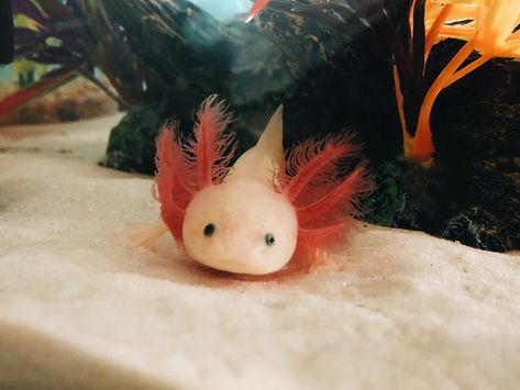 GFP Leucistic Axolotl Leucistic Axolotl, Gfp Axolotl, Axolotl Care, Axolotl Tank, Axolotl Cute, Underwater Creatures, Weird Creatures, Cutest Thing Ever, Ocean Creatures