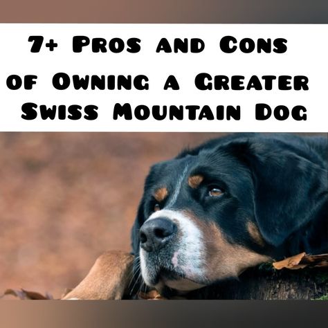 The Greater Swiss Mountain Dog is an Alpine dog breed, the largest of the breeds in its group. Greater Swiss Mountain Dog Puppy, Swiss Mountain Dog Puppy, Great Swiss Mountain Dog, Mountain Dog Breeds, Dog Character, Greater Swiss Mountain Dog, Swiss Mountain Dogs, Dog Personality, Breed Dogs