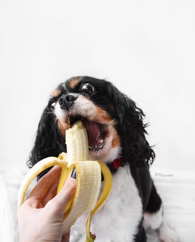 5 REASONS YOU SHOULD BE SPOILING YOUR DOG WITH BANANAS – CavLife Dog Eating Food, Cutest Puppies Ever, Cutest Puppy Ever, Banana Stand, Good Source Of Fiber, Dog Icon, Cutest Puppies, Good Sources Of Protein, Human Food