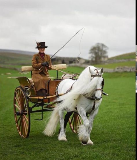 Horse Driving, Driving Horses, Hackney Horse, Fell Pony, Highland Pony, Horse Cart, Carriage Driving, Welsh Pony, Pony Breeds