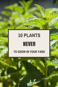 15 Plants Never to Grow in Your Yard Summer Gardens, Plant Combinations, Garden Pests, Landscaping Plants, Lawn And Garden, Summer Garden, Urban Garden, Herb Garden, Garden Planning