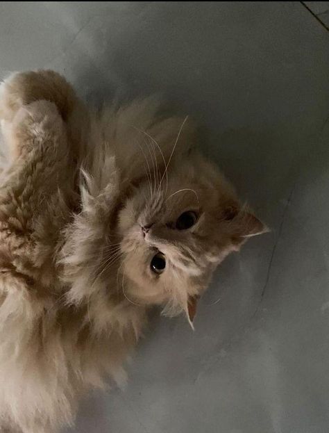 cat, pretty cat, kitten, caramel the cat, blonde, british cat, catu, baby cat, aesthetic, calm, soft, floofy cat, preety eyes, Floofy Cat, Cat Pretty, British Cat, Pretty Cat, Blonde Cat, Baby Cat, Fluffy Cat, Cat Aesthetic, Pretty Cats