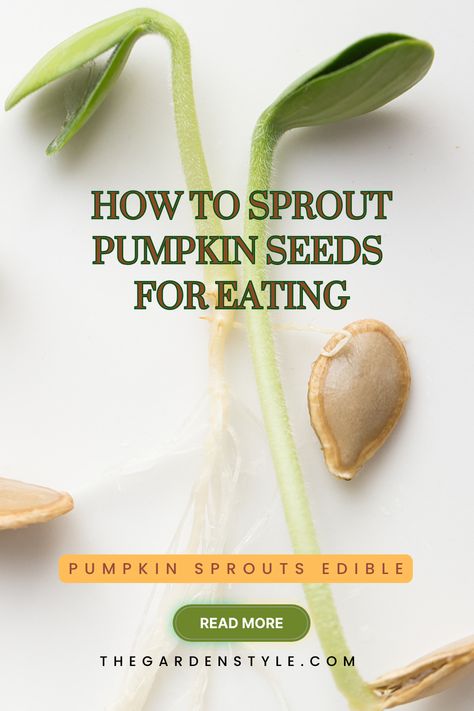 This pin shows pumpkin sprouts edible. The title is Pumpkin Sprouts Edible: How to Do Guide. The subtitle is: How to sprout pumpkin seeds for eating. Read more at thegardenstyle.com Sprouted Pumpkin Seeds Recipe, Sprouts Growing, Pumpkin Seeds Recipe, Seeds Recipes, Sprouted Pumpkin Seeds, Pumpkin Seeds Benefits, Growing Sprouts, Seeds Benefits, Pumpkin Seed Recipes