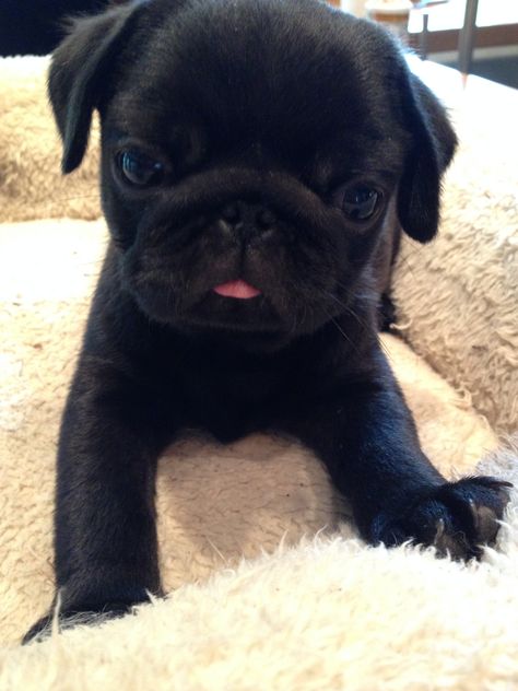 Funny Pug Videos, Black Pugs, Pet Pug, Black Pug Puppies, Cute Pug Puppies, Baby Pugs, Really Cute Dogs, Black Pug