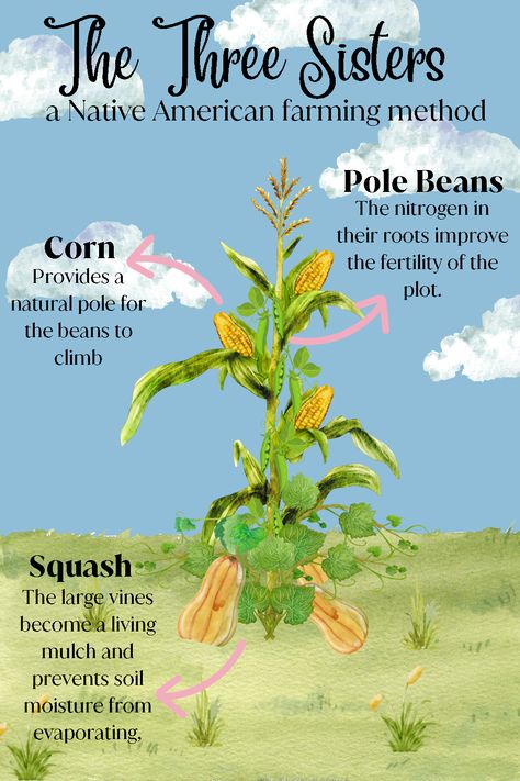 3 Sisters Planting Native American, Corn Beans Squash Three Sisters Art, Native American Farming, Native American Agriculture, Three Sisters Recipes Native Americans, Three Sisters Corn Beans Squash, Three Sisters Planting Method, Corn Beans Squash Three Sisters, Indigenous Farming