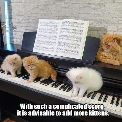 Cats And Music, Sleepy Animals, Red Cats, Funny Cat Photos, Music Student, Funny Cat Pictures, Cute Cats And Kittens, I Love Cats, Silly Cats