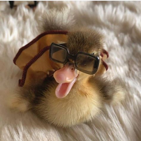 Duck With Glasses, Ducky Duck, Duck Pictures, Duck Photo, Pet Ducks, Cutee Animals, Cute Ducklings, Rubber Duckies, Ship Boat