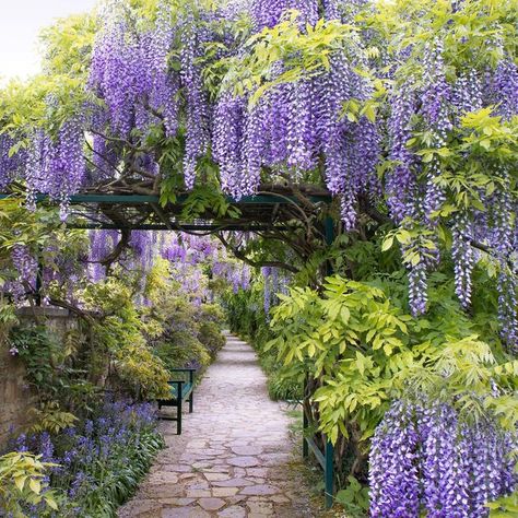 Claudia on Instagram: "W i s t e r i a . m o o d s⠀•⠀Regardless of the length and abundance of the flower panicles of the legendary wisteria walk in the Hermannshof garden, which can always vary somewhat depending on the year, weather and time of visit, the magic of the place touched me again this May. While the old stone wall forms the static pole of rest to the thick branches that lean on the pergola, the lush green already pushes out with all its power between the flower panicles. . [ in fram Wisteria Sinensis, Wisteria Garden, Flower Close Up, Walk In, Old Stone, Private Garden, Exterior Decor, Wisteria, Lush Green