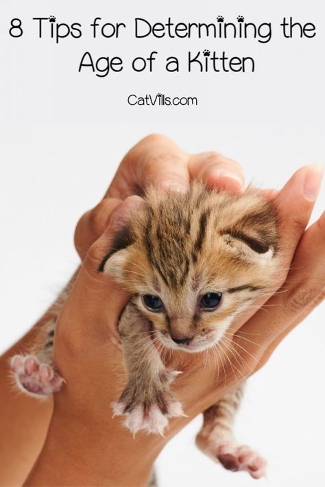 Kitten Age Chart, Sick Kitten, Kitten Training, Pet Items, Cat Body, Newborn Kittens, Old A, Older Cats, Cat Ideas