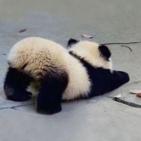 Downward dog, panda style. 🐼🐶 What's your favorite yoga pose? Let us know, down below! 🧘🏾‍♀️  @__s____o Funny Panda Pictures, Panda Images, Baby Panda Bears, Panda Lindo, Panda Eyes, 강아지 그림, Panda Funny, Panda Love, Cutest Animals