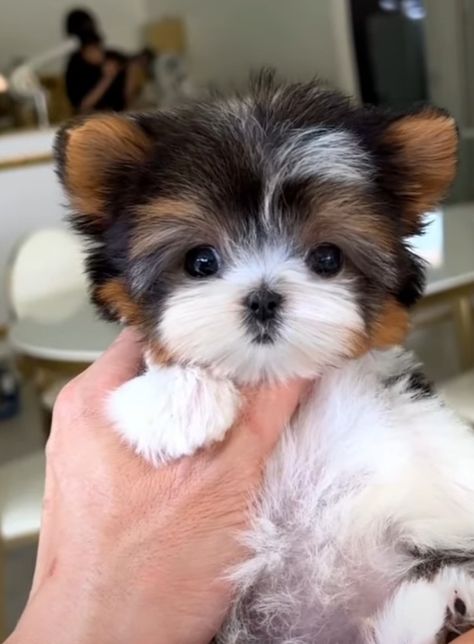 Biewer Terrier Beaver Terrier Dogs, Brewer Terrier, Small Terrier Breeds, Types Of Terriers Dog Breeds, Yorkie Puppy Haircuts, Puppy Haircut, Tenterfield Terrier Puppy, Biewer Yorkie, Teacup Breeds