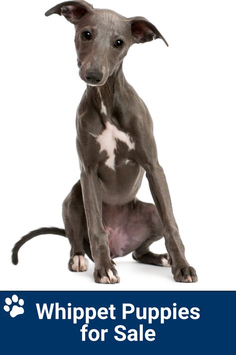 Where to Find Whippet Puppies for Sale Whippet Dog Puppy, Pit Puppies, Whippet Puppies, Whippet Dog, Animal Pics, Whippet, Puppies For Sale, Animal Pictures, I Can