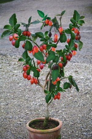 Rare Tree Tomato Tamarillo Tomarillo Cyphomandra Betaceae - 10 Seeds                                                                                                                                                     More Tree Tomato, Tomato Tree, Tomatoes In Containers, Tropical Greenhouses, Growing Tomatoes In Containers, Fast Growing Trees, Veg Garden, Tomato Garden, Unusual Plants